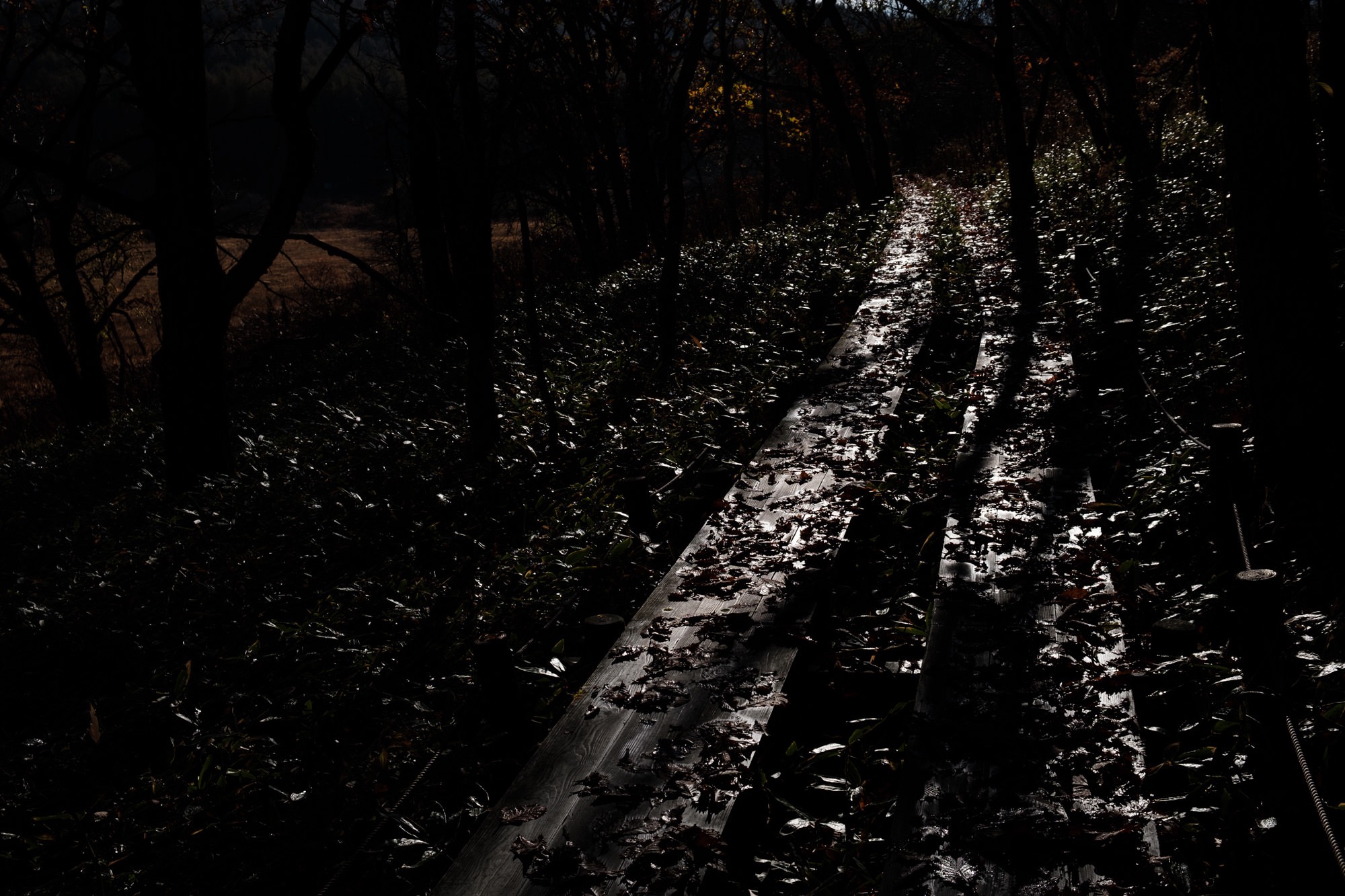 kirigamine2-11.jpg 八島湿原の遊歩道