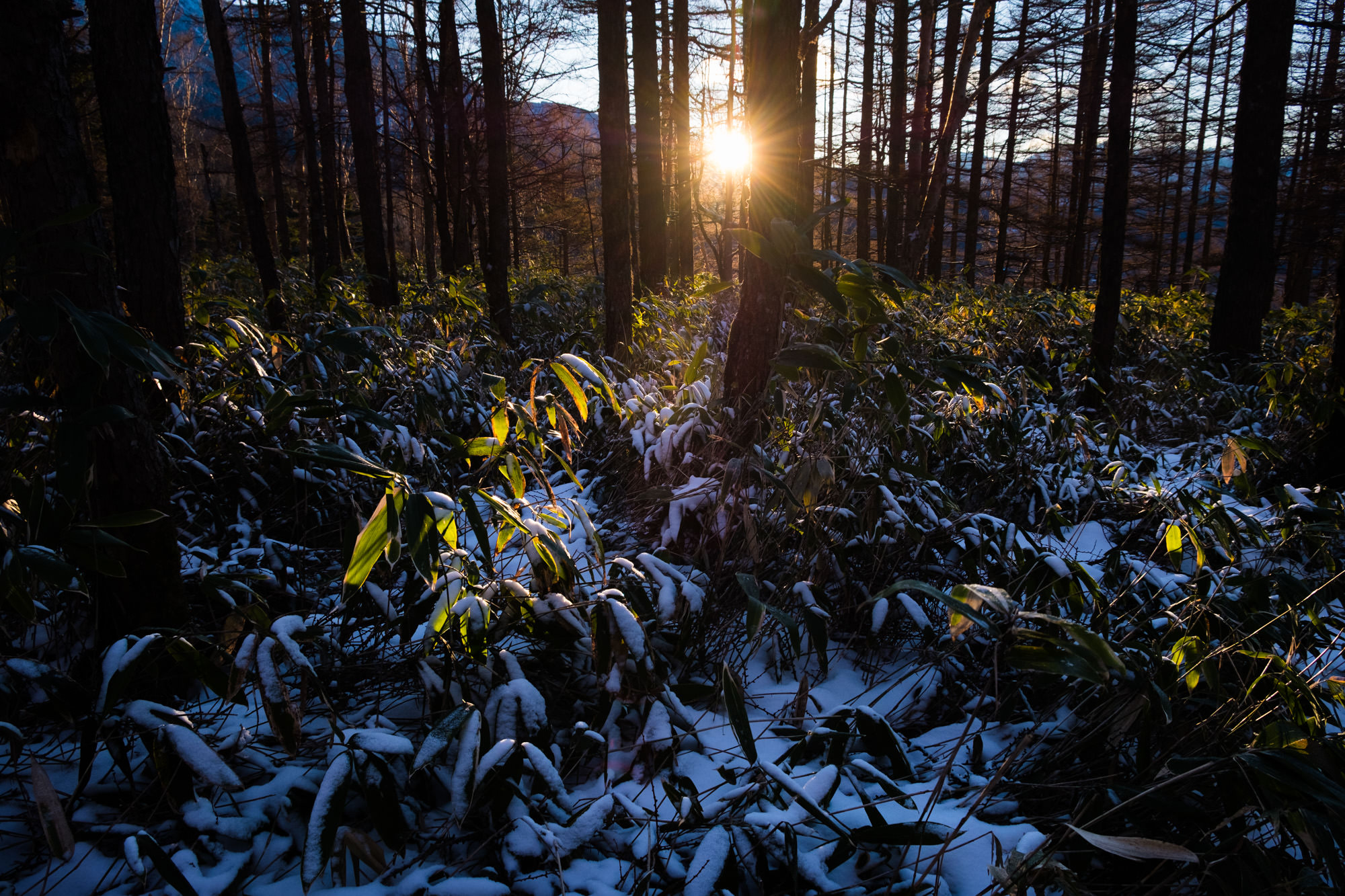 professional-tateshina-1.jpg 蓼科山の登山道の朝焼け