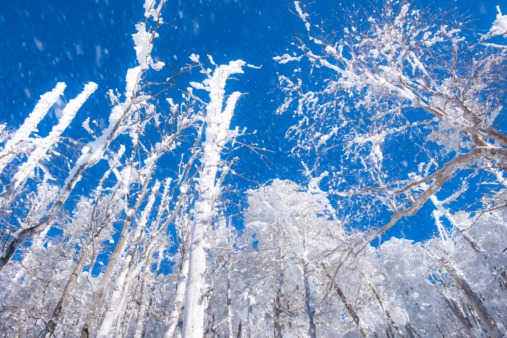 professional-tateshina-4.jpg 八ヶ岳ブルーに舞う雪