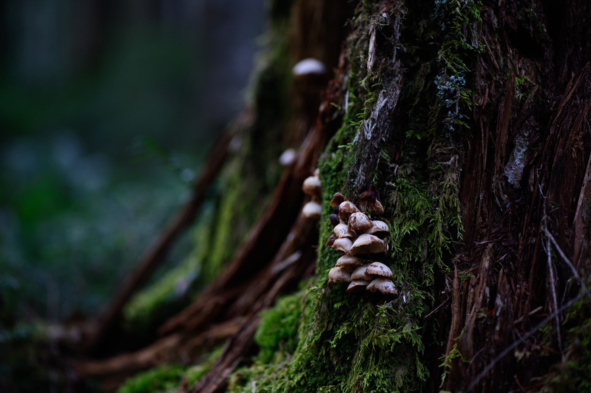 takamiishi-37.jpg 苔ときのこ