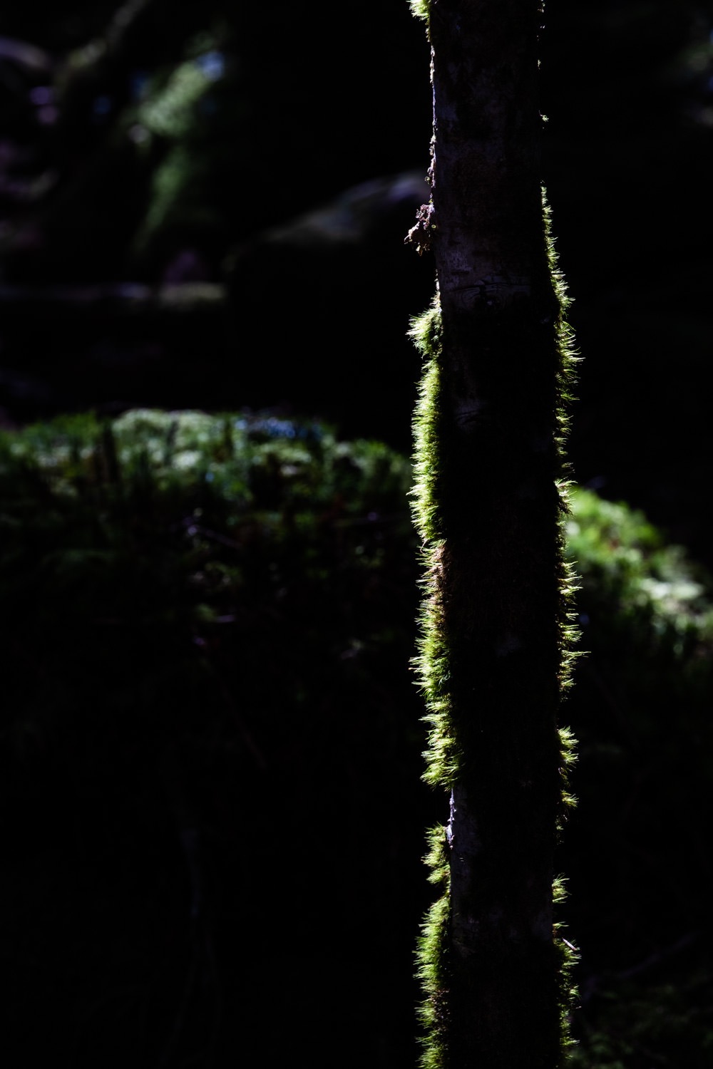 takamiishi-8.jpg 苔の逆光