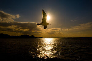 WEBデザインとマーケティングができるカメラマン